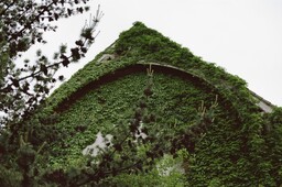 Ossining Church Ivy Film