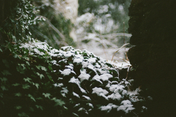Ivy Stairs Film