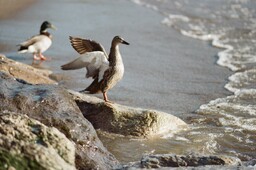 Duck Riverfront Flap Film