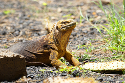 Yellow Iguana