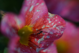 Ant in Pink Flower
