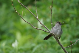 Immature Grey Bird