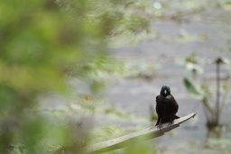 Grackle