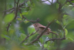 Wren