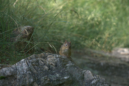 Chipmunk on Rock