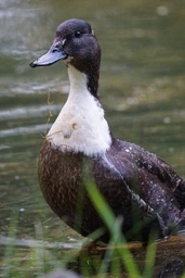 Black Duck