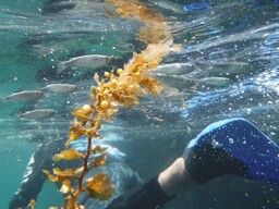 Galapagos Snorkeler