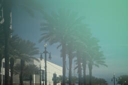 New Orleans Palm Trees Green Light-Leak Filter