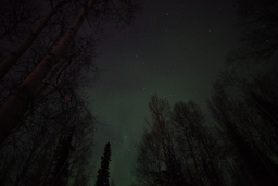 Fairbanks Aurora Trees