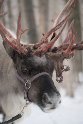 Fairbanks Reindeer Toby