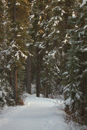 Fairbanks Forest Path