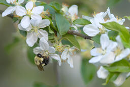 Bumblebee on Flower
